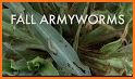 Armyworm related image