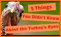 Turkey Sighting Survey related image