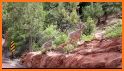 Zion Park Wildflowers related image