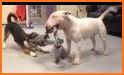 Pet Daycare : Animal Daycare Activities related image