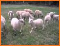 Happy Sheep related image