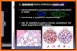 Blood Cancer - Leukemia,Lymphoma,Myeloma related image