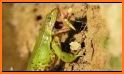 Jumping Frog related image