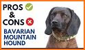 Bavarian Mountain Hound CD13 related image