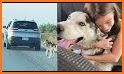 Husky Rescue: Save Dog Puzzle related image