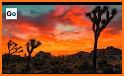 Joshua Tree National Park related image