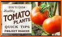 Healthy Tomato related image