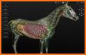 3D Horse Anatomy Software related image