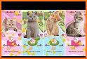 Bouncing Cats: Cute Cat Music related image