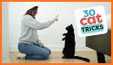 Cat Trainer related image