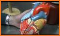 Heart 3D Anatomy related image