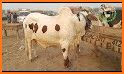 Bakra Eid Photo Frames 2018 related image