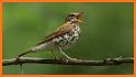 Bird Calls, Sounds & Ringtones related image