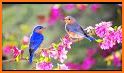 Birds Sounds Ringtones related image