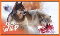 Yellowstone Wolves 2022 related image