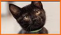 Cat Rescue Story: pets home related image