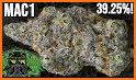 Name that Sativa Strain Game related image