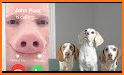 funny pups video call Phone related image