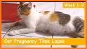 Pregnant Cat Kitty Pet Games related image