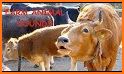 Farm Animal Sounds related image