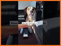 Pet Translator Prank: Dog, Cat related image