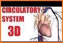 Circulatory System Anatomy related image