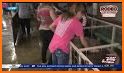 San Antonio Stock Show & Rodeo related image