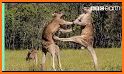 The Kangaroo related image