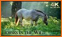 Wallpaper Wild Horse Beautiful related image