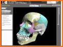 3D Skull Atlas related image