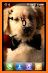 Puppy Rose Live Wallpaper related image