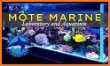 BCRS - Mote Marine Laboratory related image