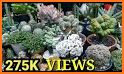 Cactus and Succulent Plants related image