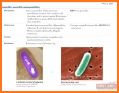 Microbiology & Antimicrobials related image