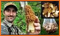 Ohio Mushroom Forager Map Morels Chanterelles related image