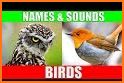 Picture Bird - Bird Identifier related image