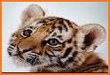 Amazing Tigers Wallpapers related image