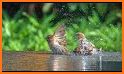 New Birds Ringtones 2020 - Bird sound mp3 related image