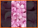 Pink Rose Flowers Theme related image