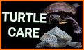 TORTOISE CARE 101 related image