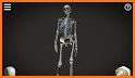 Skelly: Poseable Anatomy Model related image