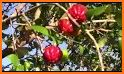 Fruit Garden Harvest related image