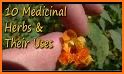 Medicinal Plants and their uses related image