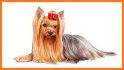 Dog Breed Quiz related image