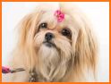 Bubbles & Bows Pet Services related image