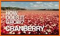 Cranberry Harvest related image