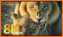 WildLife Africa Premium related image