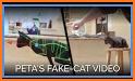 Cat Fake Video Call related image