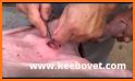 Pig Surgery related image