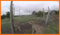 Cheetah Sounds - Best Cheetah Ringtones related image